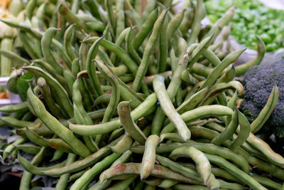 Close-up of succulent plant