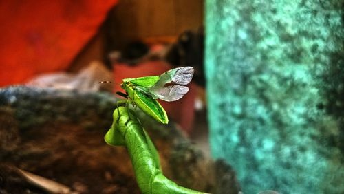 Close-up of insect on leaf