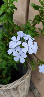 Close-up of white flowering plant