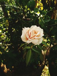 Close-up of rose blooming in garden