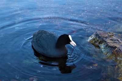 High angle view of duck swimming in lake