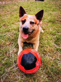 Portrait of dog with ball on field