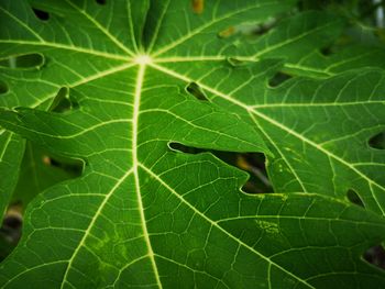 Full frame shot of leaf