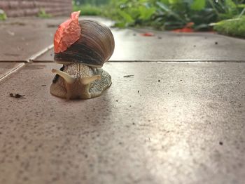 Close-up of snail on floor