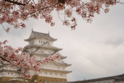 Low angle view of cherry blossoms against building