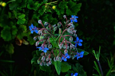 Close-up of purple flowers blooming outdoors