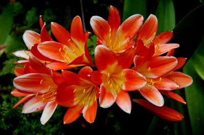 Close-up of orange flower
