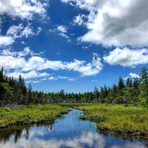 Scenic view of lake in forest against sky