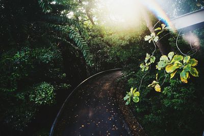 Plants by trees against sky