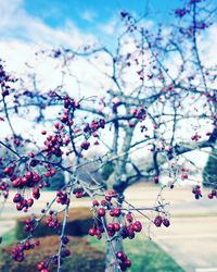 Low angle view of flower tree against sky