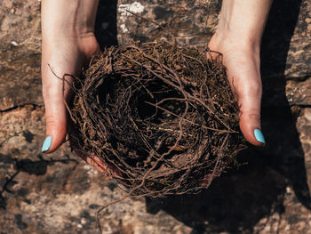 Close-up of hand holding nest