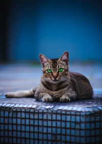 Portrait of cat sitting on floor