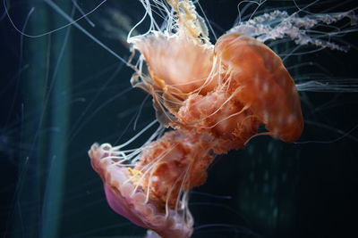 Close-up of jellyfish swimming in sea