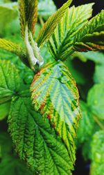 Close-up of leaves