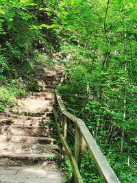 Footpath amidst trees in forest