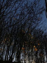 Low angle view of bare trees against sky