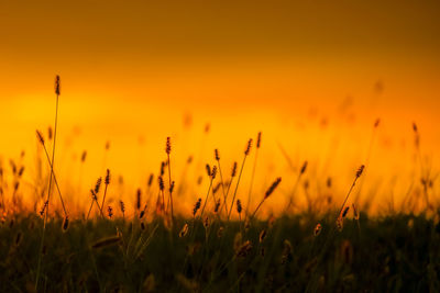 Close-up of wheat field