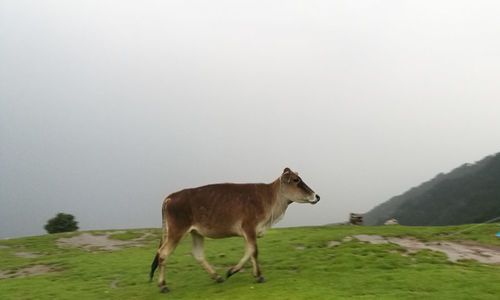 Horse standing in a field