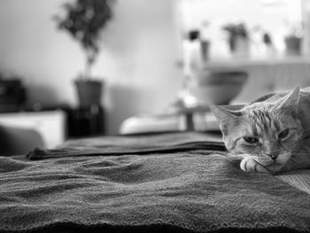 Cat lying on bed at home