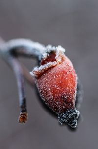 Close-up of ice cream