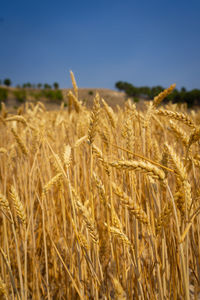 Close-up of wheat field