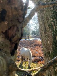 View of an animal on tree trunk