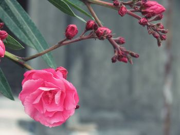 Close-up of pink flower