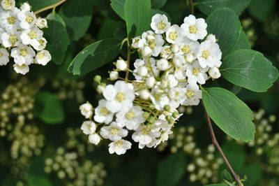 Close-up of hydrangea blooming outdoors