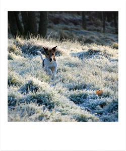 Dog on field