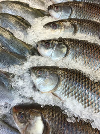 Close-up of fish in market