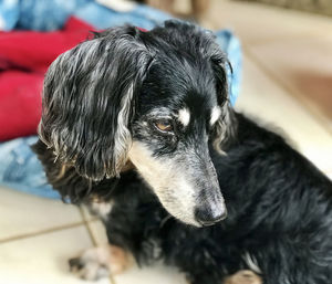 Close-up of dog resting