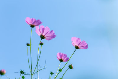 Close-up of pink cosmos flowers against blue sky