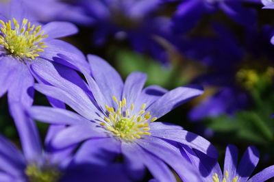 Close-up of purple flowers blooming outdoors