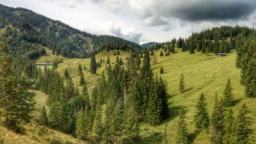 Panoramic view of pine trees in forest against sky