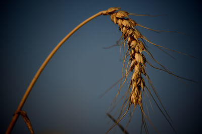 Close-up of stalks against clear sky