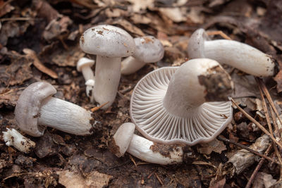 mushroom