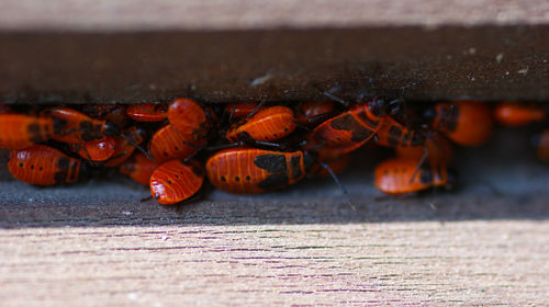 Close-up of firebugs on wood