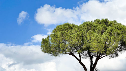 Low angle view of tree against sky