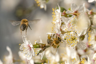 Honeybee in the spring is flying to a mirabelle blossom