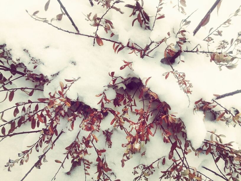 branch, low angle view, growth, flower, twig, nature, leaf, fragility, plant, freshness, beauty in nature, tree, close-up, stem, day, white color, no people, season, outdoors, botany