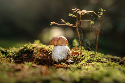 Mushroom. boletus edulis in forest. porcini on moss