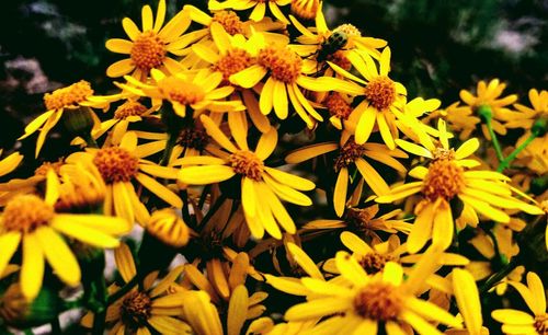 Close-up of yellow flowering plant