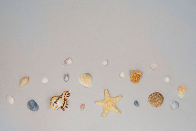 Starfish and shells on the sand. sea concept. selective focus on seashells and sand. 