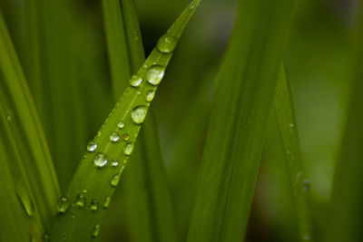 Close-up of wet plant leaves during rainy season
