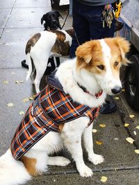 Dog lying down on street