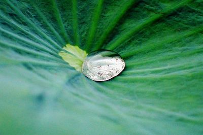 Close-up of insect on leaf