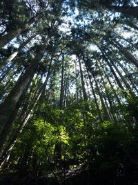 Low angle view of bamboo trees in forest