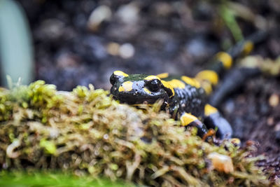 Close-up of frog on land