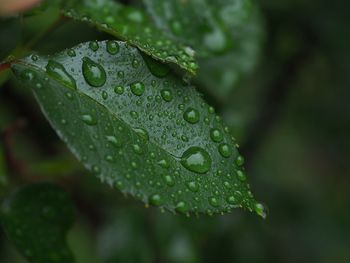 Close-up of water drops on leaf