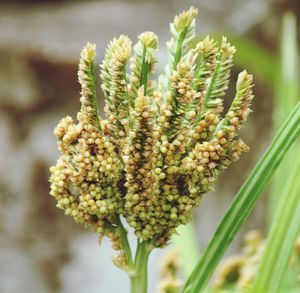 Close-up of flowering plant on field